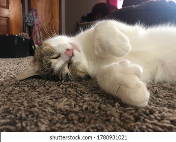 Polydactyl Cat Paws On Sleepy Kitty!