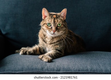 A Polydactyl Cat Sits On A Grey Chair