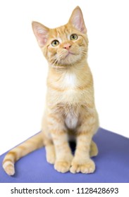 A Polydactyl Orange Tabby Kitten With Extra Toes