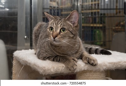 Polydactyl Rescue Cat Sitting On Cat Tree