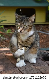 Polydactyl (six-toed) Cat With One Toe Pointing At The Garden, A Deep Look Anda A Strong Attitude. One Of The Legendary Cats At Ernest Hemingway House And Museum In Key West Florida.