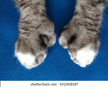 Polydactyl Tabby Cat Paws Closeup