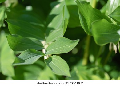 Polygonatum odoratum, angular Solomon's seal or scented Solomon's seal, a beautiful rhythmic plant