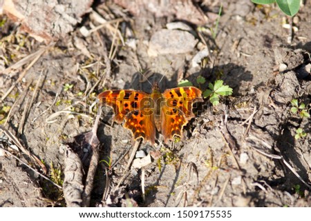 Similar – kaismantel on the forest floor