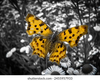 Polygonia C-album or C-white is sitting on a flower. Black and White photo. Macro photo of a butterfly. - Powered by Shutterstock