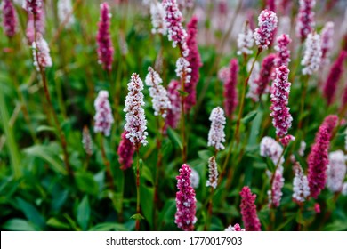 Polygonum affine, knotweed, blooming plants in summer. Medicinal plants in the garden - Shutterstock ID 1770017903