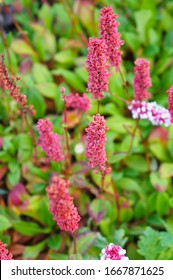 
Polygonum affine superba or knotweed red flowers vertcial - Shutterstock ID 1667871625