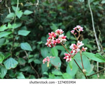 Polygonum Chinense Or Chinese Knotweed Flowers