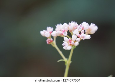 Polygonum Chinense Or Chinese Knotweed Flowers