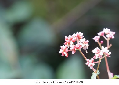 Polygonum Chinense Or Chinese Knotweed Flowers