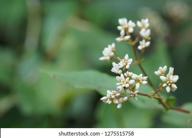 Polygonum Chinense Or Chinese Knotweed Flowers