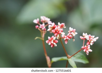 Polygonum Chinense Or Chinese Knotweed Flowers