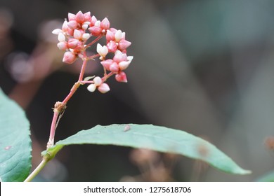 Polygonum Chinense Or Chinese Knotweed Flowers