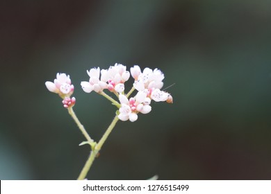 Polygonum Chinense Or Chinese Knotweed Flowers