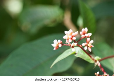 Polygonum Chinense Or Chinese Knotweed Flowers