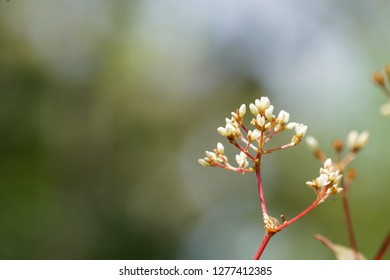 Polygonum Chinense Or Chinese Knotweed Flowers