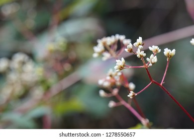 Polygonum Chinense Or Chinese Knotweed Flowers