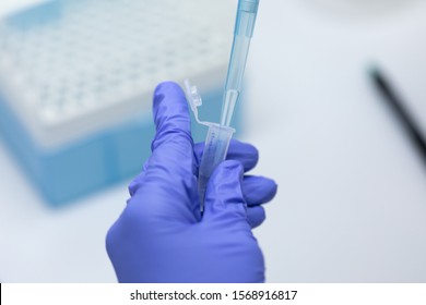 Polymerase Chain Reaction (PCR) And Agarose Gel Electrophoresis Is A Method Of Gel Electrophoresis Used In Biochemistry, Molecular Biology, Genetics, And Clinical Chemistry In Lab.
