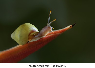 A Polynesian Tree Snail (Partula Sp) Is Looking For Food On The Trunk Of A Wild Plant.