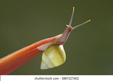 A Polynesian Tree Snails (Partula Sp) Is Looking For Food On The Trunk Of A Wild Plant.