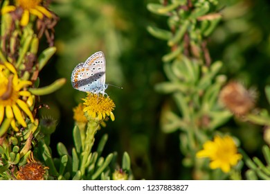 Polyommatinae at the park