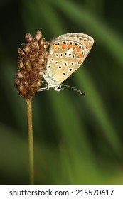 Polyommatus Thersites