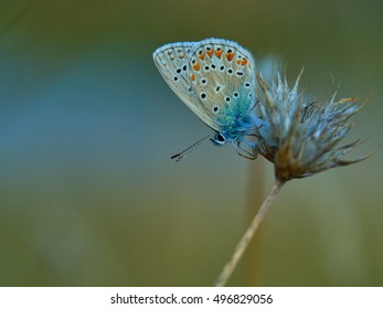 Polyommatus Thersites