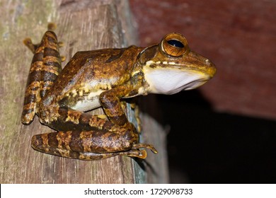 Polypedates cruciger (commonly known as the Sri Lanka Whipping Frog or Common Hour-glass Tree-frog), an endemic species to Sri Lanka.