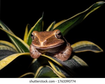 Polypedates leucomystax (Common Tree Frog) sitting on a leaf with a smiling face.