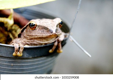 Polypedates Leucomystax, Rhacophoridae, It's In The Pot.