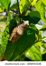 Polypedates Leucomystax Is A Species In The Shrub Frog Family Rhacophoridae