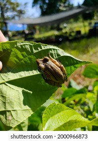 Polypedates Leucomystax Is A Species In The Shrub Frog Family Rhacophoridae.  