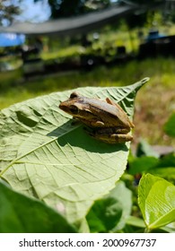 Polypedates Leucomystax Is A Species In The Shrub Frog Family Rhacophoridae.