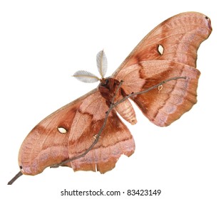 Polyphemus Moth Antheraea Polyphemus Isolated On Stock Photo 83423149 ...