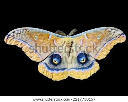 Polyphemus Moth - Antheraea polyphemus, the Polyphemus moth, is a North American member of the family Saturniidae, the giant silk moths. It is a tan-colored moth, with an average wingspan of 15 cm.