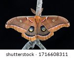 Polyphemus Moth, Antheraea polyphemus, on a Black Background