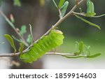 polyphemus moth caterpillar (Antheraea polyphemus) on laurel oak