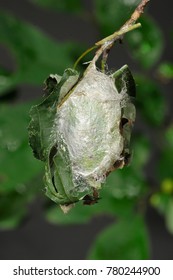 Polyphemus Moth Cocoon (Antheraea Polyphemus), NJ