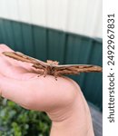 polyphemus moth facing the camera