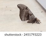 Polyphemus moth near warehouse in early spring. Rural East Texas