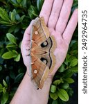 polyphemus moth in the palm of my hand