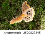 Polyphemus moth rests in the grass; beautiful large orange-brown silk moth