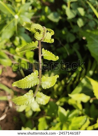 Polypodiophyta, a type of fern that cannot produce seeds for its sexual reproduction, because it is a type of vascular plant. 