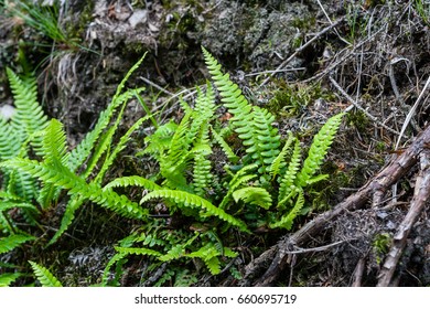 Polypodium Vulgare