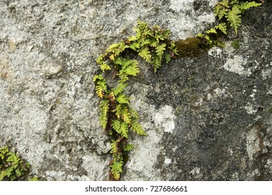 Polypodium Vulgare


