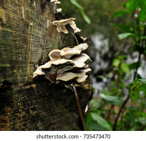 Polypore Fungus At Wood Fungi