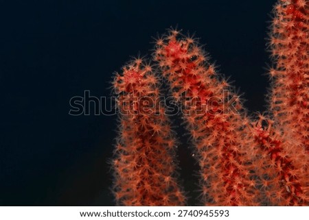 The polyps open up on the red gorgonian at nightfall on the seabed.
