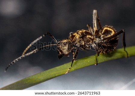 Polyrhachis dives on the left 
