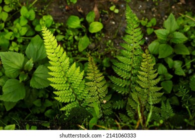 Polystichum braunii, the Braun's holly fern. - Shutterstock ID 2141060333