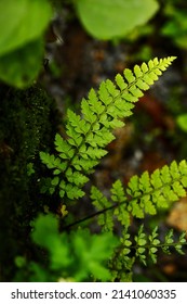 Polystichum braunii, the Braun's holly fern. - Shutterstock ID 2141060335